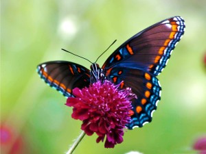 colorful-butterfly-1168