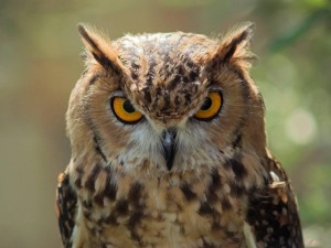 animals_beautiful_extraordinary_wild_birds_mad_owl_picture-17