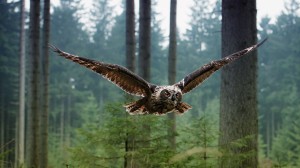 owl-in-flight-256219